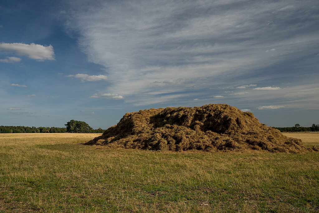 landschaft und pflanzen